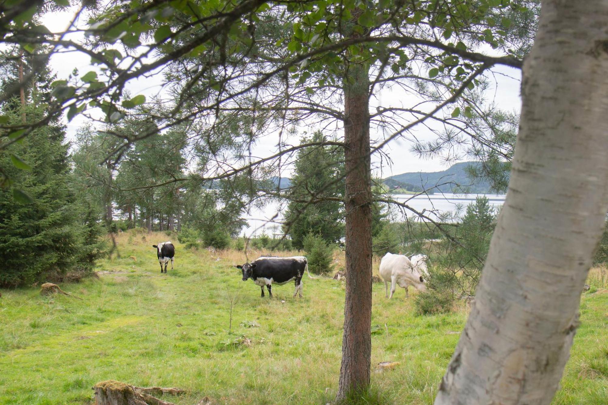 Cosy Cabin Without Running Water And Electricity Hotel Levanger Luaran gambar